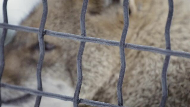 Golden jackal (Canis auritus) in captivity, behind the fence, snowy wildlife park, close-up