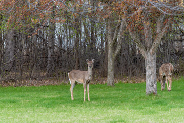 White-tailed Deer Foraging For Food In Spring