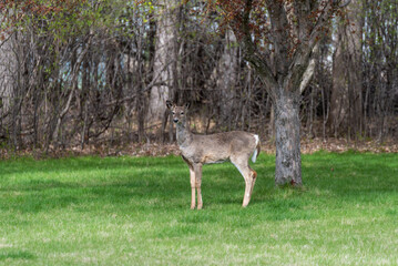 White-tailed Deer Foraging For Food In Spring
