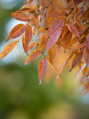 Autumn leaf in the forest