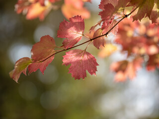 Autumn leaf in the forest