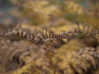 fern leaves in the sunshine