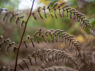 fern leaves in the sunshine