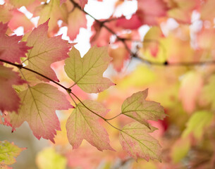 Autumn leaves in the forest