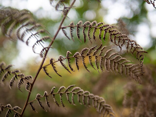 fern leaves in the sunshine