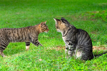 Naklejka na ściany i meble Two striped cats look at each other in a grassy meadow.