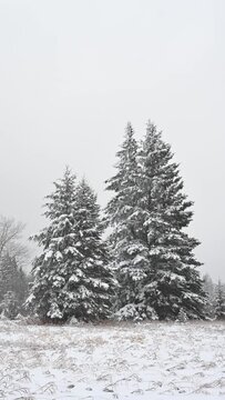 Vertical portrait format clip of a snowy forest setting with snow actively falling.

