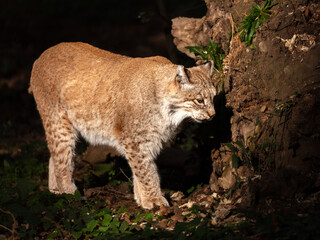 Catwalk - lynx in the limelight