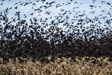 Murmuration - blackbirds