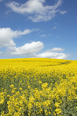 Canola crops in the Summertime.