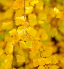 yellow fall leaves on branch. selective focus of yellow fall leaves. fall season with leaves