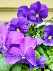 purple  flowers
