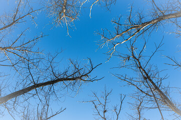 bottom view of trees without leaves