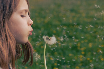 petite fille en train de souffler sur les graines d'une fleur de pissenlit - obrazy, fototapety, plakaty