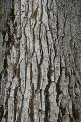 Texture of the bark of an old tree. Background. Tree trunk. plant details