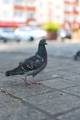 Obraz premium pigeon on the street