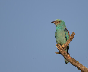 european roller