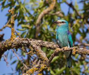 european roller