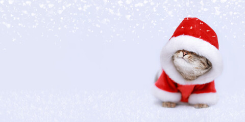 Little Kitten poked its nose out. Funny Santa Claus. New Year greeting card. Kitten Santa Claus on the white background. Merry Christmas. Happy New Year. Beautiful web banner. Copy space. Snow falls