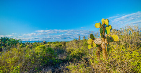 Fototapeta na wymiar The wilderness of Galapagos Islands