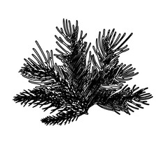 black and white drawing sketch of pine tree with transparent background