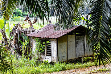 Hut in the jungle, Malaysia