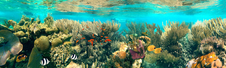 Colorful coral reef with many fishes and sea turtle. The people at snorkeling underwater tour at...