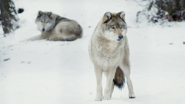 Two male wolves (Canis lupus) posing in a snowy forest
