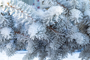 Naklejka na ściany i meble Frosty fir tree with shiny ice frost in snowy forest park. Christmas tree covered hoarfrost and in snow. Tranquil peacful winter nature. Extreme north low temperature, cool winter weather outdoor