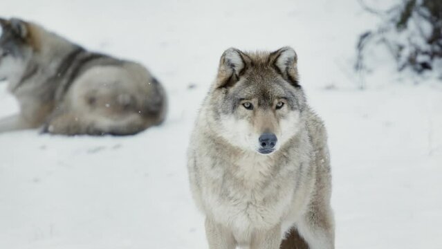 Two male wolves (Canis lupus) posing in a snowy forest