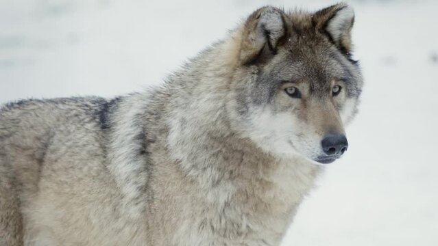 A wolf (Canis lupus) watching something in a snowy forest, close-up