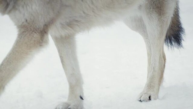 A wolf (Canis lupus) walking in a snowy forest