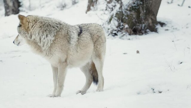 A male wolf (Canis lupus) posing in a snowy forest