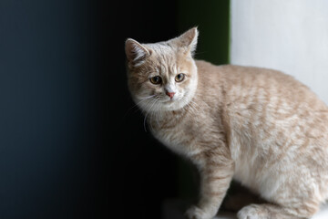 Portrait of a cute young cat at the window