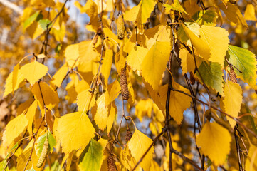 birch leaves are illuminated by the sun