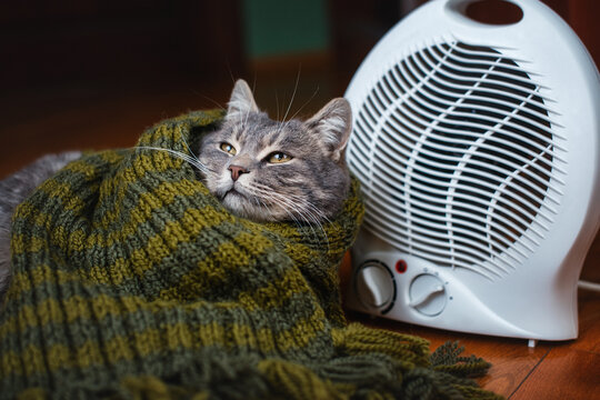 Funny cat in a scarf near a modern electric fan heater in the room. The cat is warming himself near a portable heater at home. Heating season.