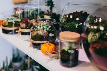 Plants in glass jar terrariums in florist shop