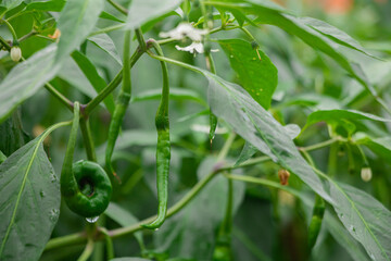 Green chilies that are still growing on the tree