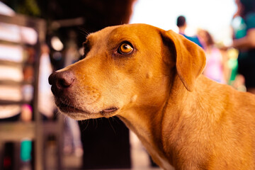 Portrait of a beautiful brown street dog in Mexico.