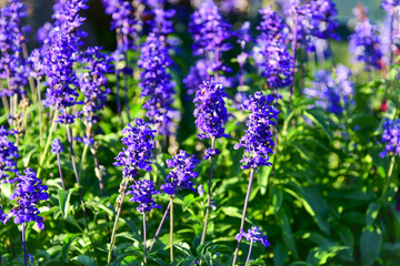 flowers in the garden
