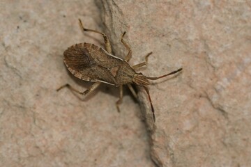 Closeup a brown squashbug Ceraleptus lividus, sitting on a stone