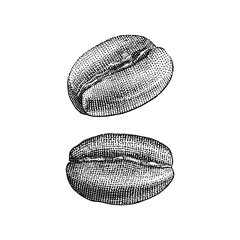 Vintage coffee beans hand-drawn illustration