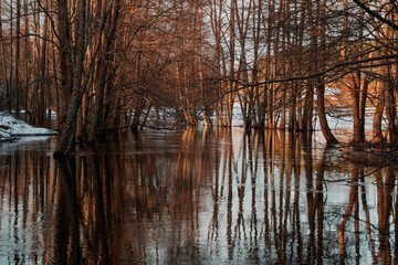 reflection of trees in the water