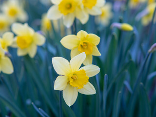 Spring blooming yellow daffodils, springtime blooming narcissus (jonquil) flowers, shallow DOF