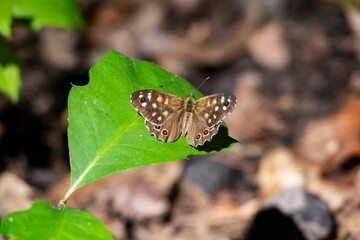 Speckled wood (Pararge aegeria) butterfly on a green leaf