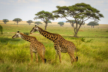 Giraffes at Serengeti - Tanzania
