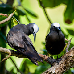 Black Noddy (Anous minutus)