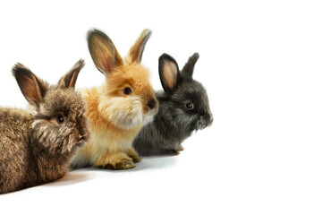 Three little rabbits on a white background, studio shot.