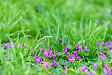 Common violets (Viola Odorata) flowers in bloom in the garden close up. Selective focus and macro detail of a beautiful purple spring flower. Spring concept