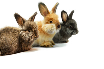 Three little rabbits on a white background, studio shot.